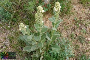 verbascum thapsus (1) (1200 x 800).jpg_product_product_product_product_product_product_product_product